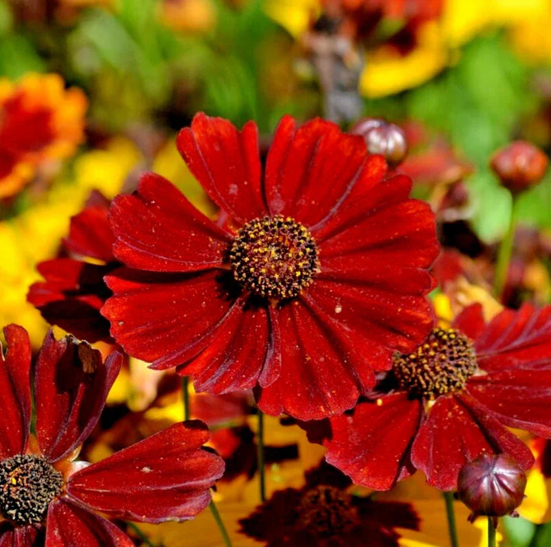 Coreopsis Seeds - 20,000 Count - Red Dwarf Plains Coreopsis - Coreopsis tinctorius - Annual Flower for Pollinator Gardens