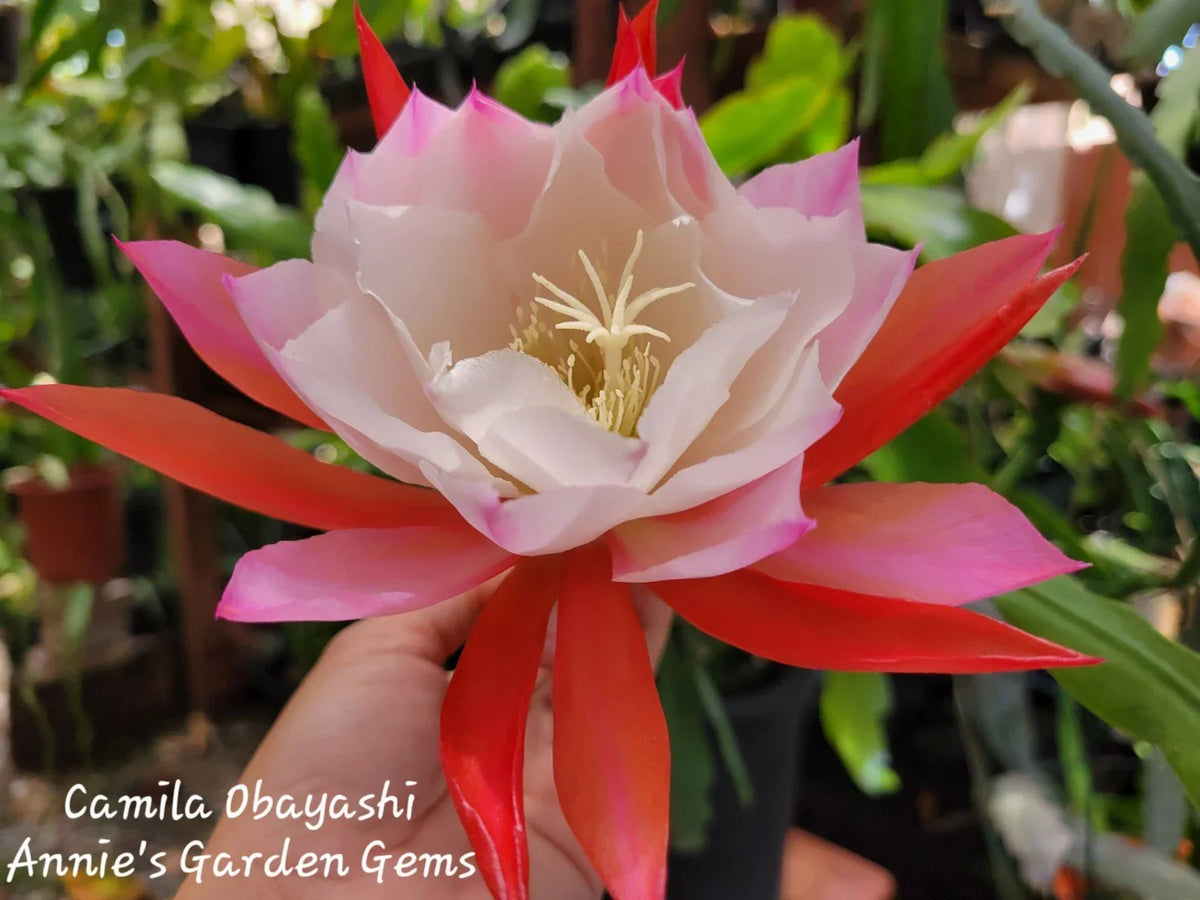 Orchid Cactus 4 Inch Pot Epiphyllum Camila Obayashi Unique Flowering Plant Indoor Houseplant Well-Rooted Drought Tolerant
