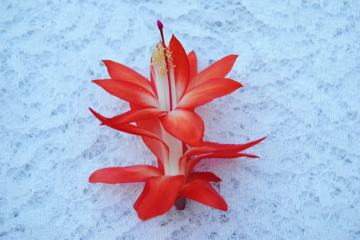 Christmas Cactus Starter Plant - Small Samurai - Schlumbergera Truncata - Healthy Well-Rooted for Holiday Decor