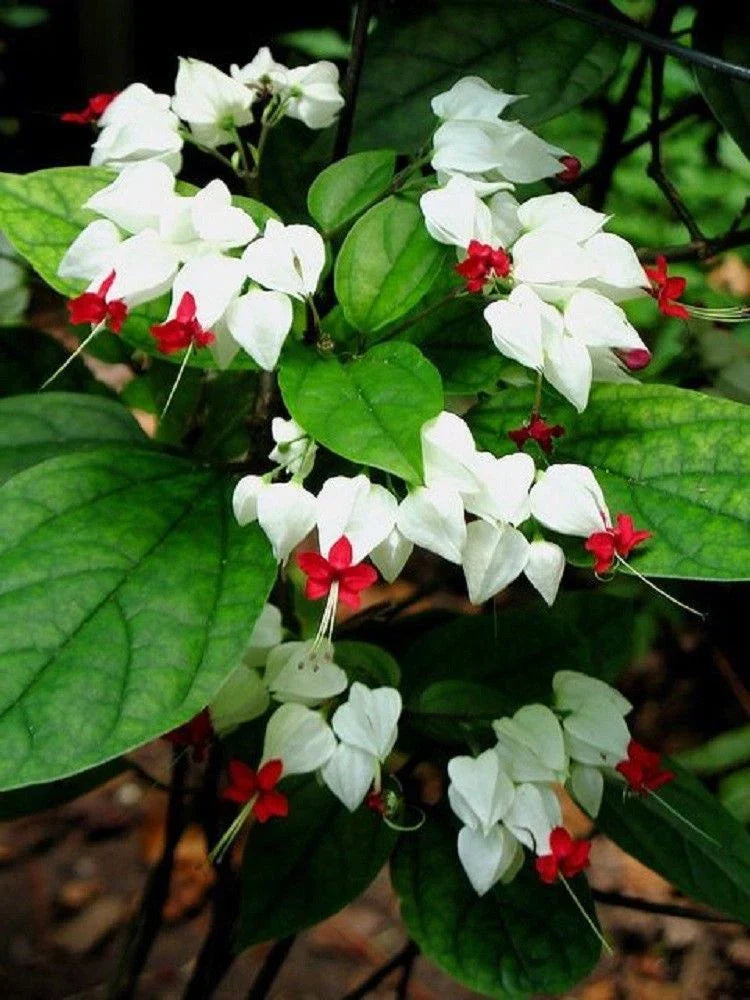 25 Bleeding Heart Seeds | White Red Perennial Flower Seeds | Lamprocapnos spectabilis | US Seller