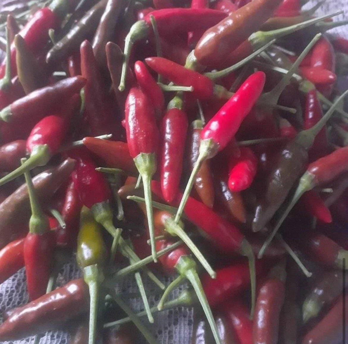 Bird's Eye Chili Pepper Seeds - 50+ Non-GMO Siling Labuyo - Spicy Hot Variety for Gardening (Capsicum annuum)