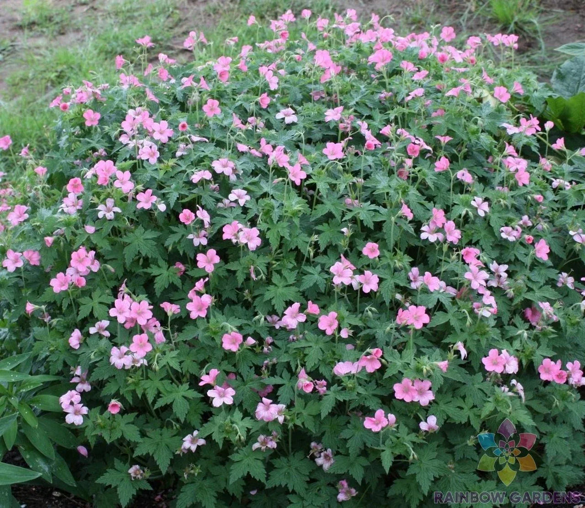 25+ Geranium Seeds - Wageningen Variety - Pelargonium x hortorum - Non-GMO - Easy to Grow for Garden or Containers