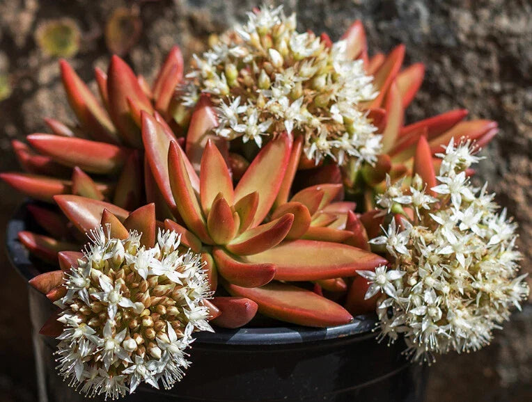 Sedum Adolphii 'Firestorm' Unrooted Cuttings - 1.5" Diameter - 3 Pack - Vibrant Succulent Plant for Indoor/Outdoor Gardens