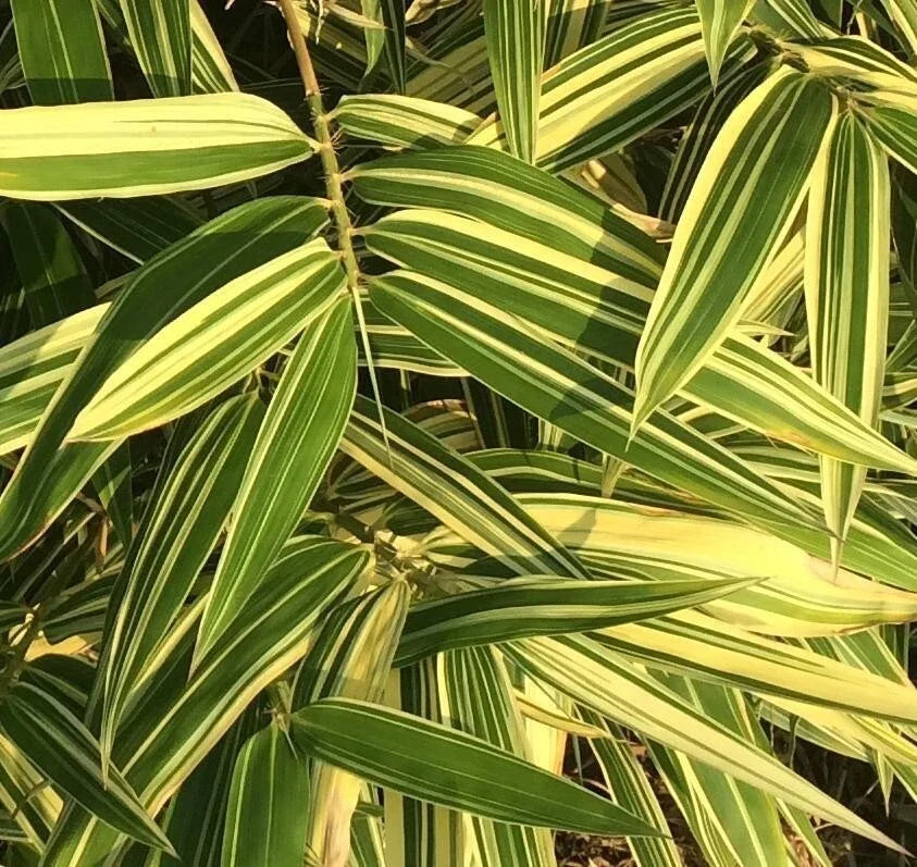 Shiroshima Japanese Bamboo Plant - 1 Piece, Organic Variegated, Phyllostachys bambusoides, Green & White Leaves