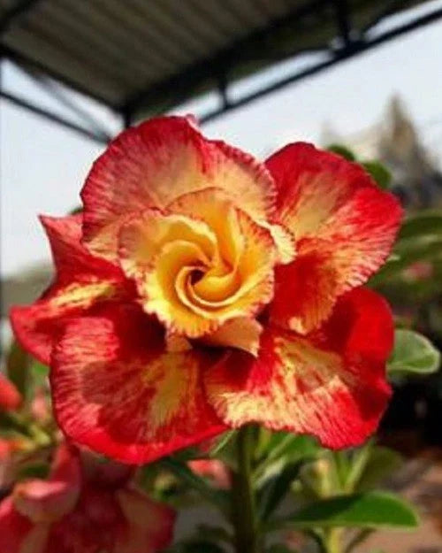 Orange Red Desert Rose Seeds - 4 Perennial Adenium obesum - Drought-Tolerant, Easy to Grow, Indoor/Outdoor Gardening
