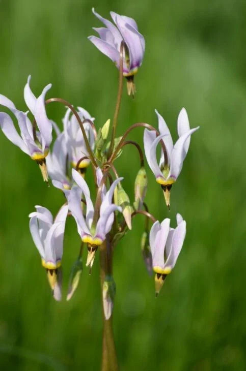 Midland Shooting Star Wildflower Seeds - 50+ Seeds - Native American Cowslip - Dodecatheon meadia - USA Native