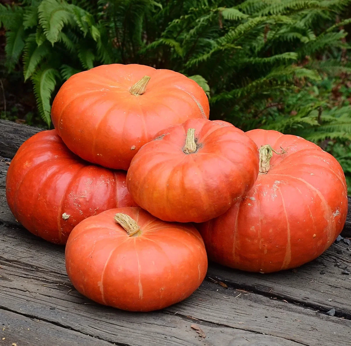 Cinderella Pumpkin Seeds - 10 Heirloom Organic Non-GMO - Cucurbita pepo - Perfect for Fall Harvests and Decoration