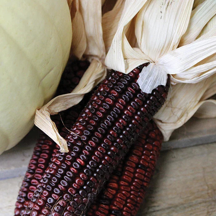 Bloody Butcher Ornamental Corn Seeds - 20 Non-GMO Heirloom Seeds, Zea mays 'Bloody Butcher', Red Kernels for Decoration