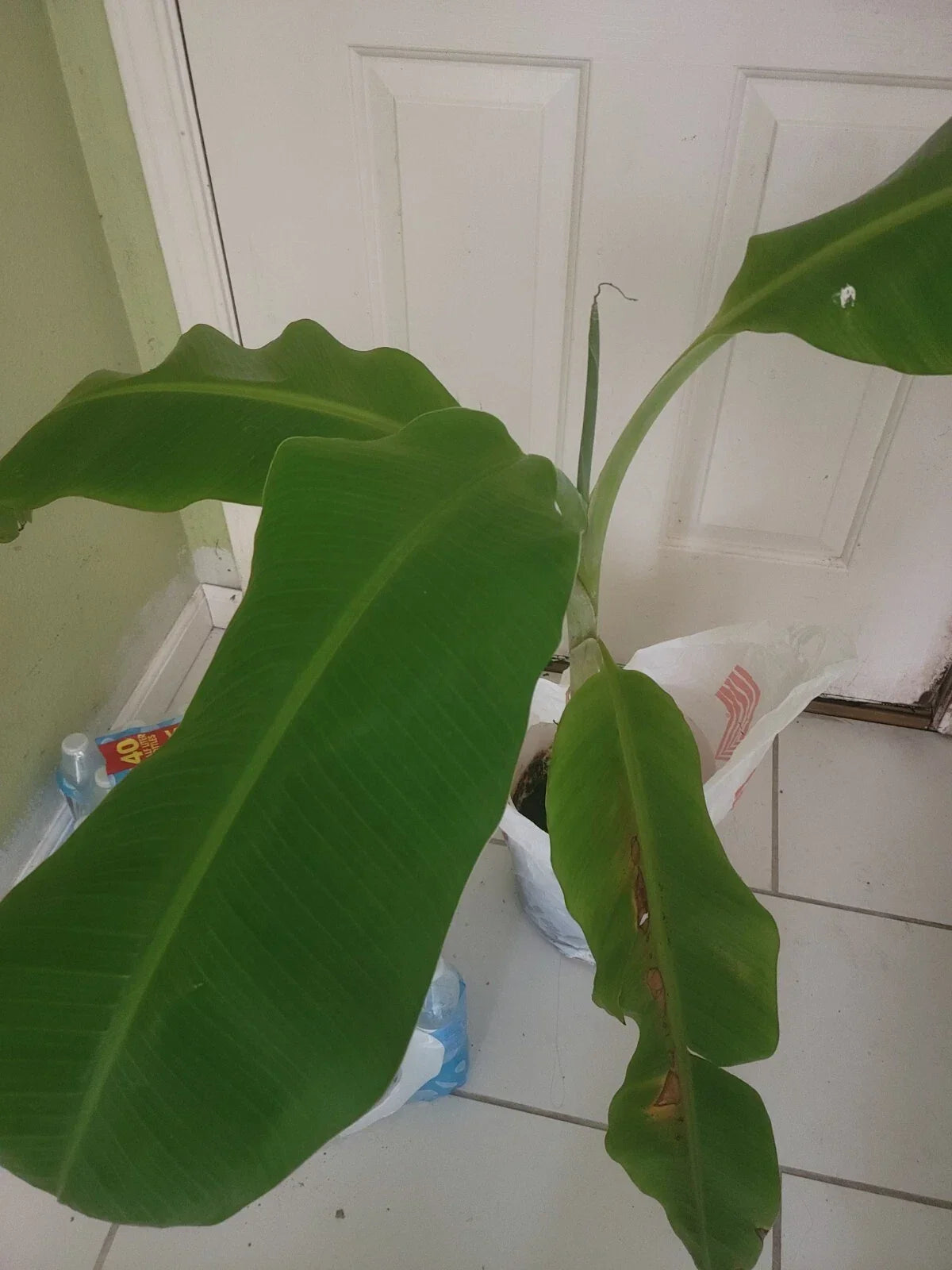Plantain Plant Starter - 40-Inch Platano Macho - Tropical Musa paradisiaca - Ideal for Gardens, Trimmable Leaves, Lush Green Foliage