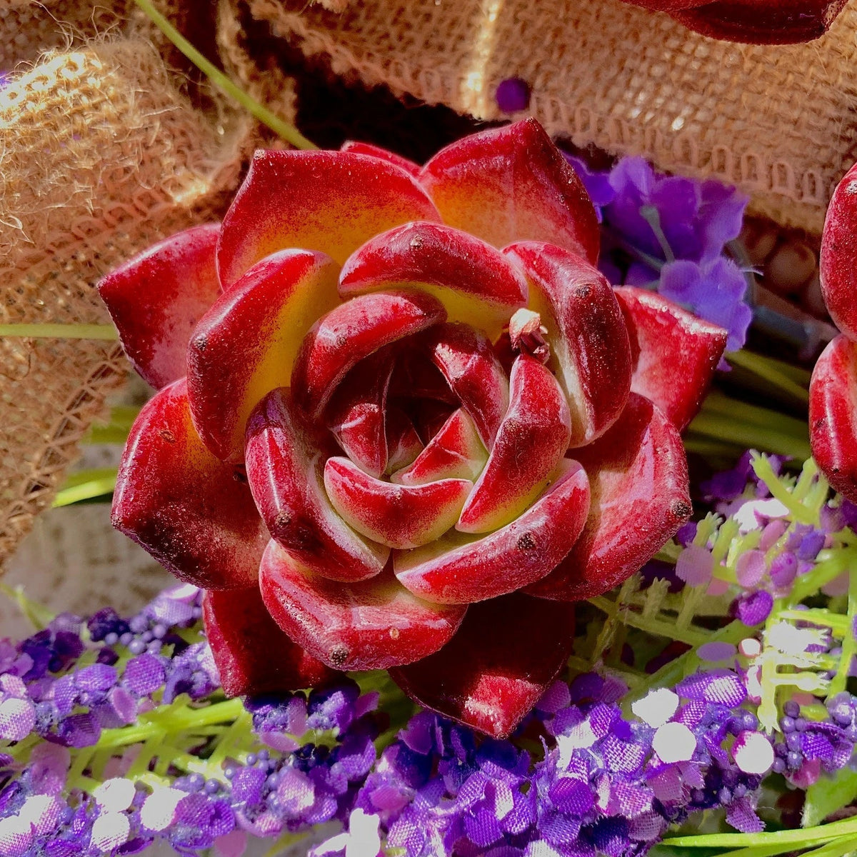 Echeveria 'LoveBird' Rare Succulent | Live Bare Root Plant | Easy-Care Indoor Decor | Unique Rosette Succulent
