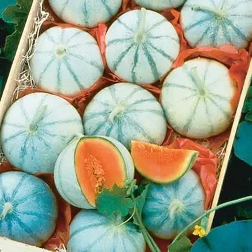 Melon Seeds for Planting - Organic Heirloom Variety - Cucumis melo - Non-GMO Garden Seeds (Pack of 20)