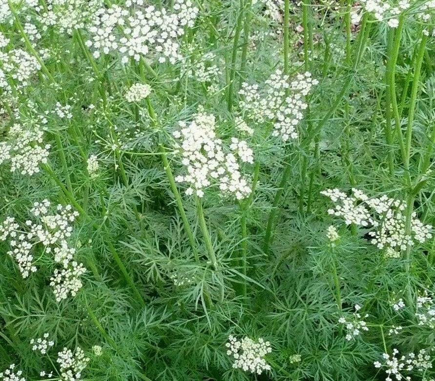 Cumin Seeds 300+ g Culinary Spice Herb Cuminum cyminum for Cooking & Gardening