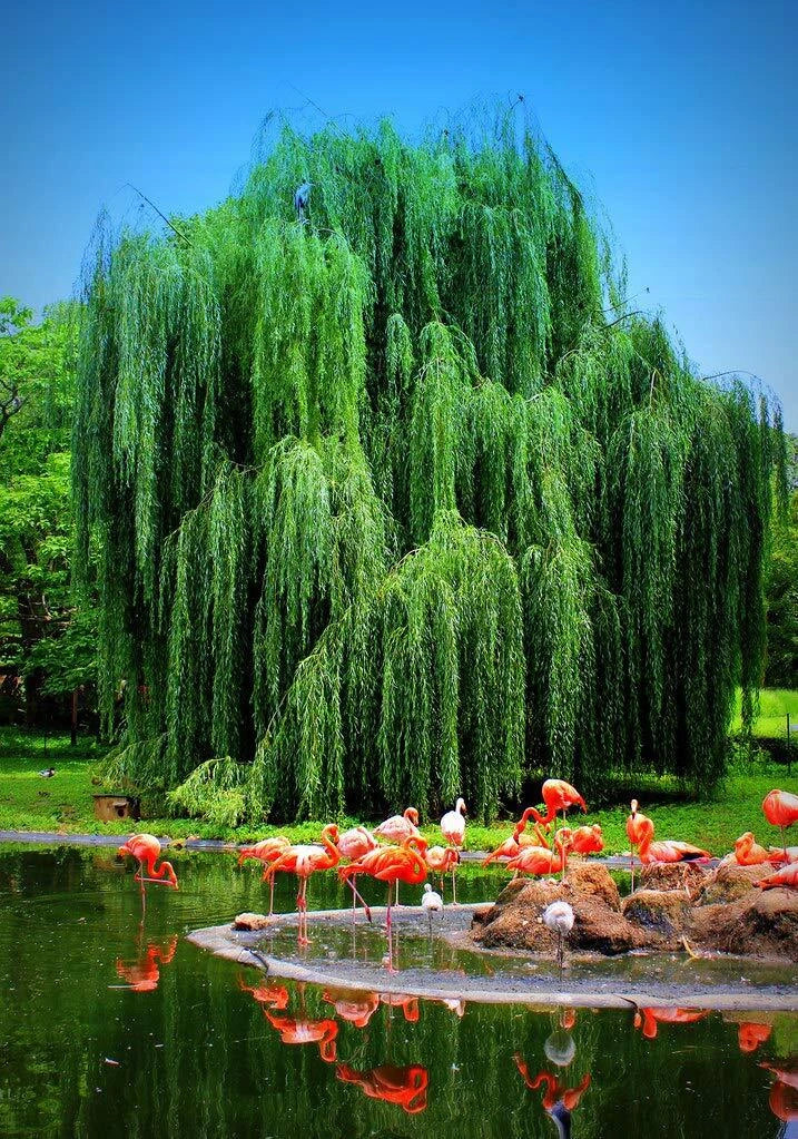 Weeping Willow Tree Cutting - Live Plant - Salix babylonica - Memorial Gift - Graceful Arching Branches