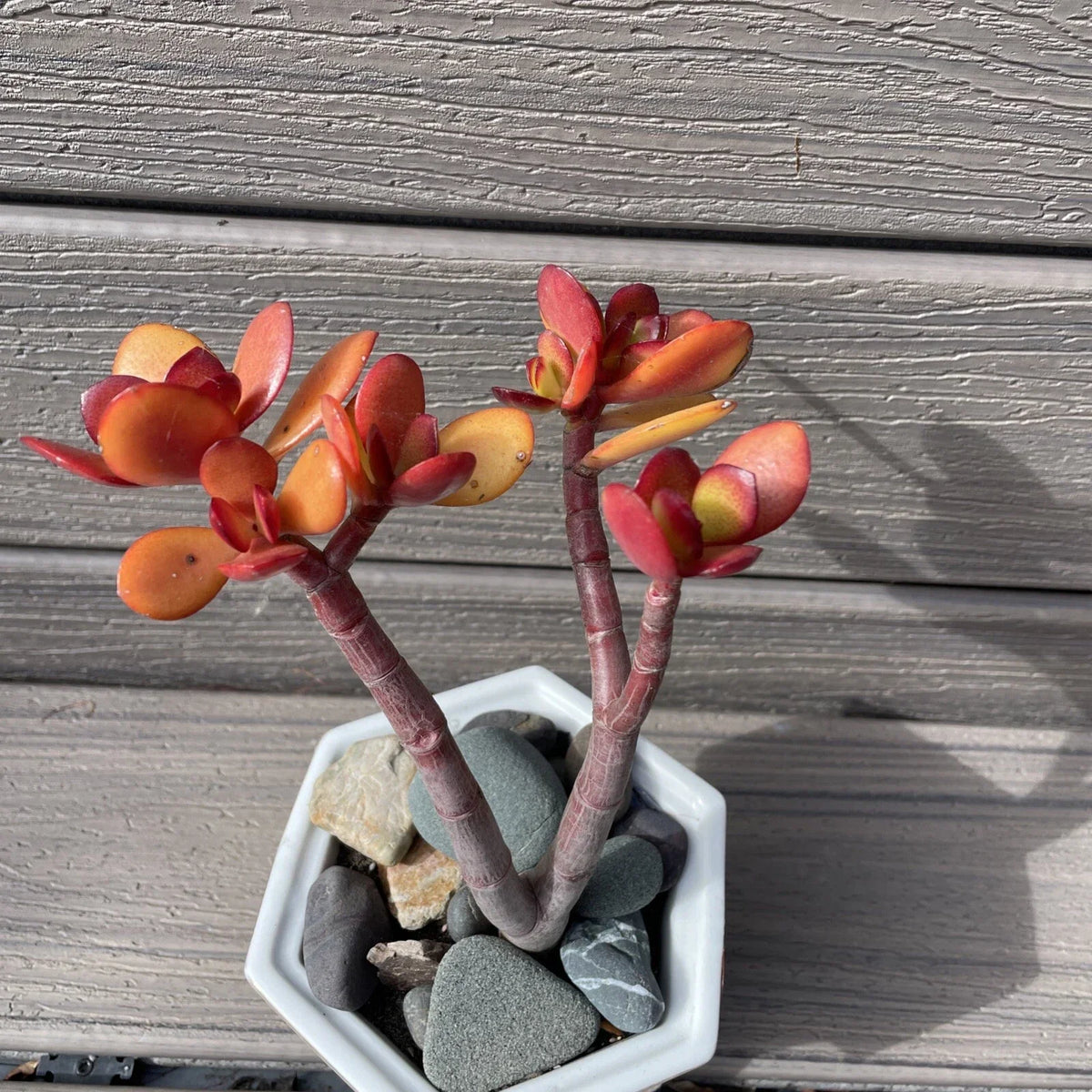 RARE RED AKAI Jade Succulent 7-9” Crassula Ovata Bare Rooted Bonsai Tree - Unique Red-Tipped Leaves for Indoor/Outdoor Decor