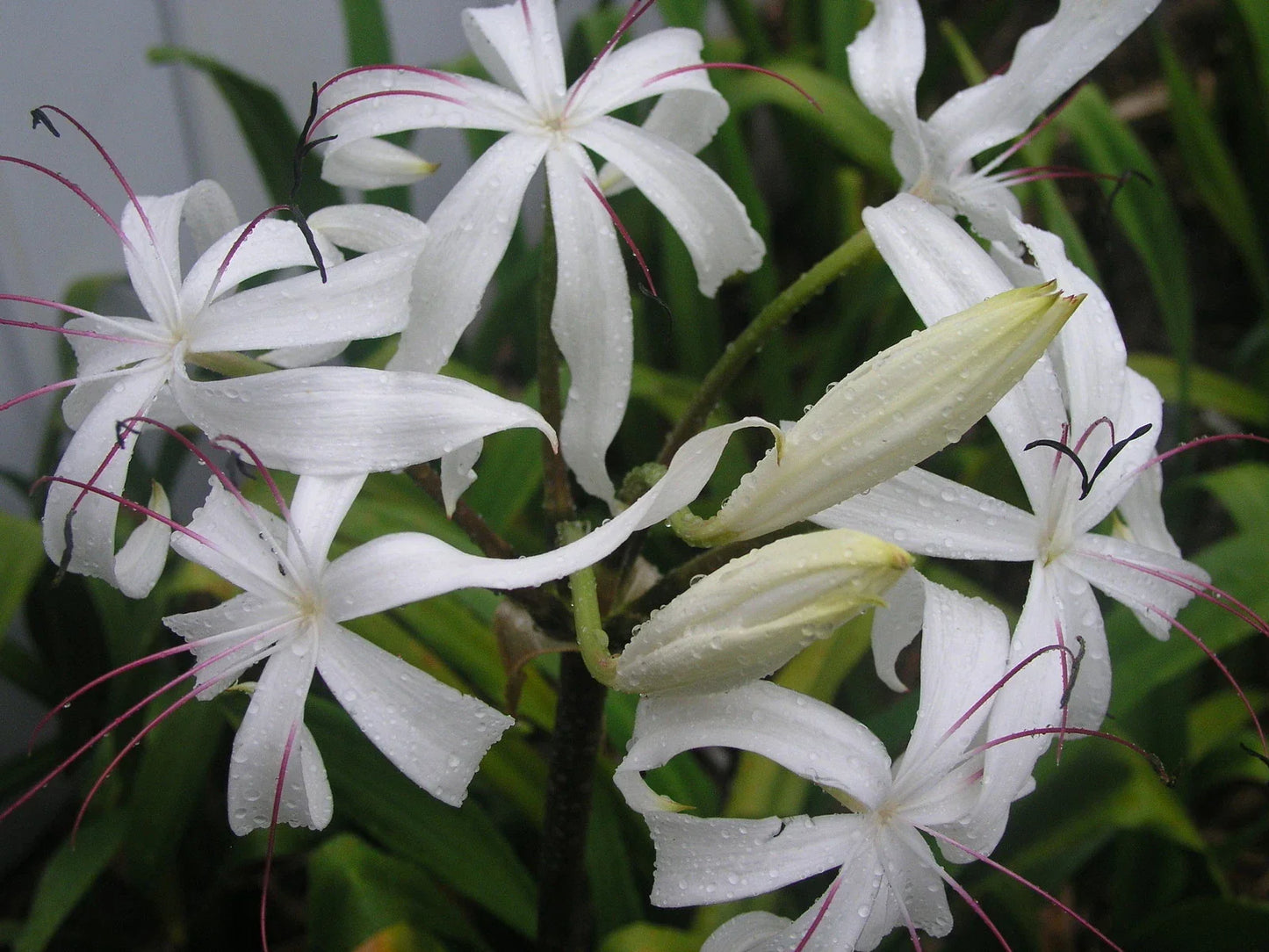 Crinum Lily Bulb, Large Blooming-Size, Crinum erubescens, Aquatic Plant for Water Gardens and Ponds