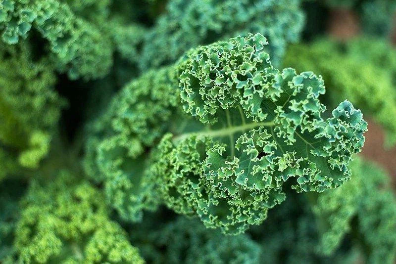 Dwarf Blue Curled Scotch Kale Seeds - Organic NON-GMO Blue Vates - Brassica oleracea - Heirloom Vegetable Gardening