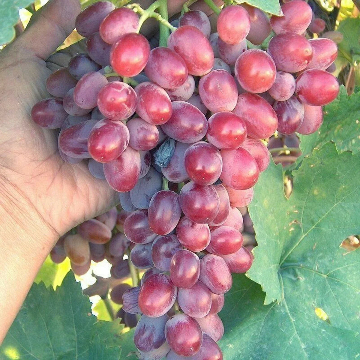 Crimson Vine Cuttings - Large Red Seedless Table Grape - Vitis vinifera - T110A Lot 4 - Easy to Grow for Home Gardens