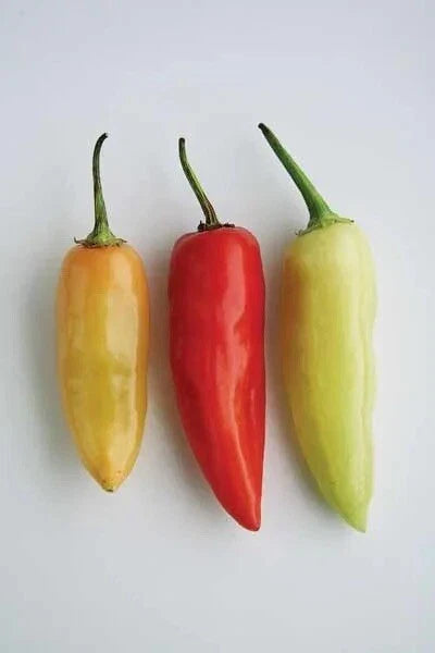 Santa Fe Grande Pepper Seeds - 100 Non-GMO Heirloom Hot Pepper Seeds - Capsicum annuum - Bright Yellow for Garden Planting