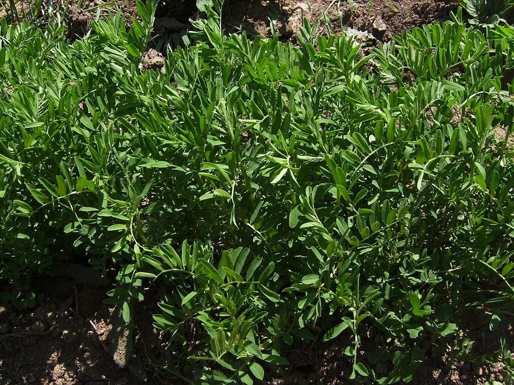 Organic Black Lentil Seeds - 200 Non-GMO Seeds for Sprouting - Lens culinaris - Ideal for Home Gardening and Healthy Eating