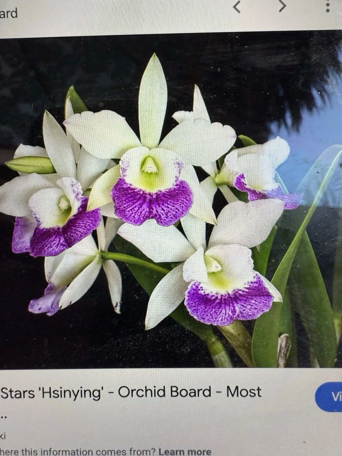 Cattleya Orchid Plant - 2 Stem Bare Root Hawaiian Stars - Orchidaceae - Easy Care Indoor Outdoor Plant