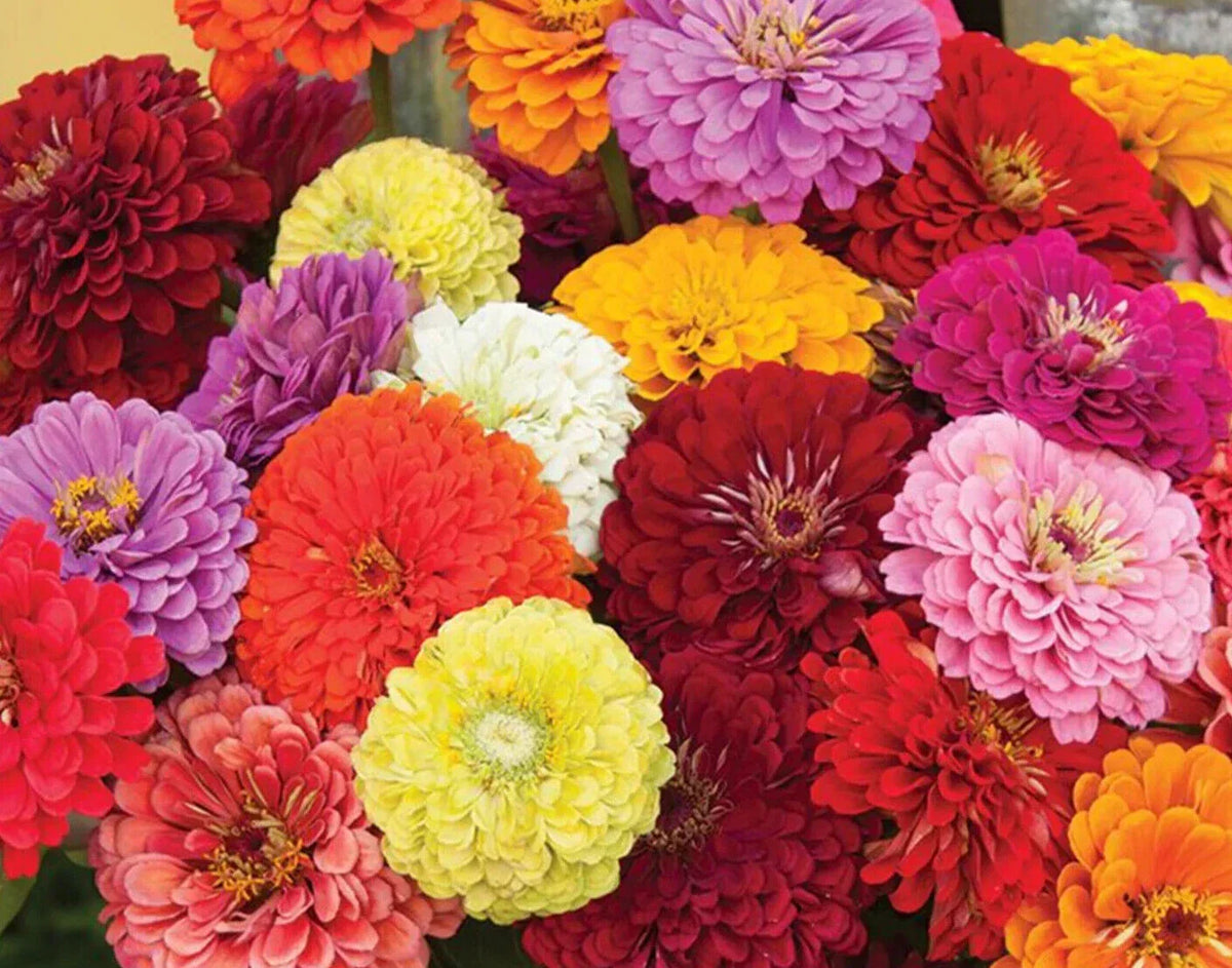 Zinnia Seeds - 25 Count Magnificent Mix - Colorful Zinnia elegans for Easy Gardening, Pollinator Friendly, Vibrant Blooms