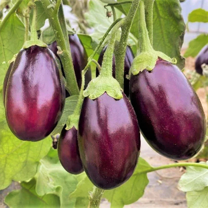 Indian Eggplant Seeds | 50 Count | Baby Mini Brinjal Aubergine | Solanum melongena | Non-GMO Asian Vegetable Seeds