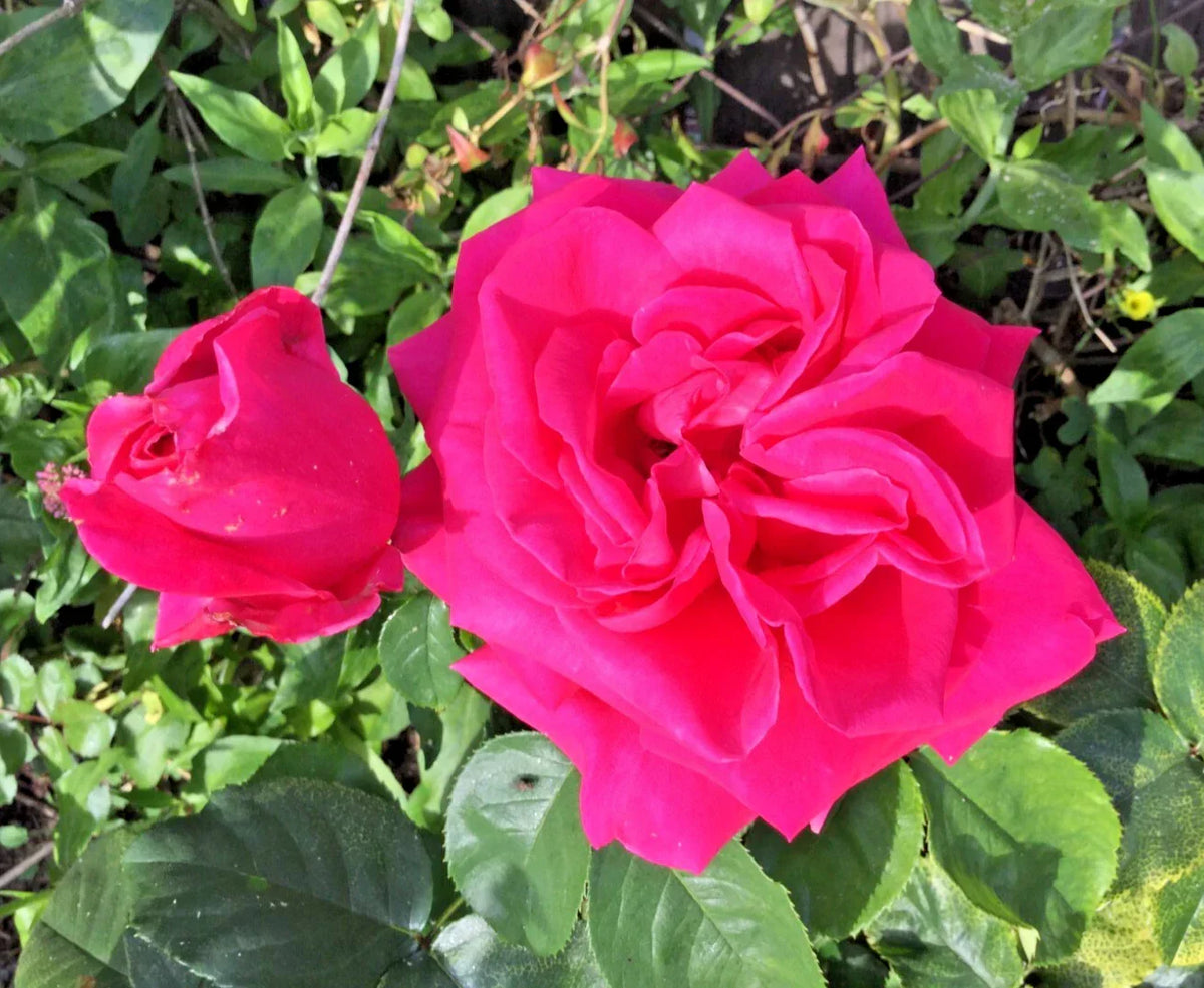 Dark Pink Rose Cuttings 3 Stems for Rooting/Grafting - Rosa spp. - Vibrant Blooms for Home & Garden Decor