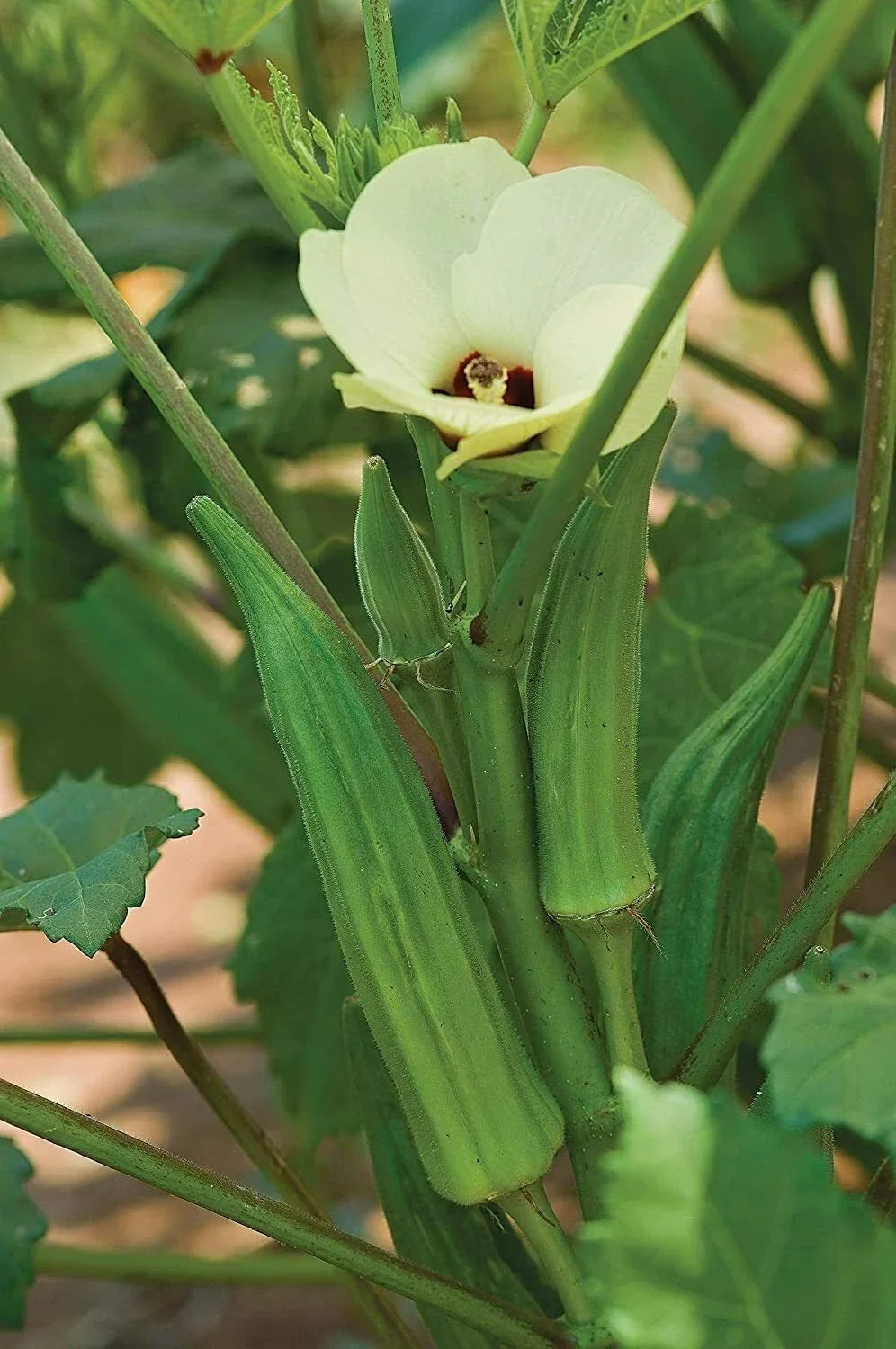 Spineless Okra Seeds - 250 Count Non-GMO Heirloom - Abelmoschus esculentus - USA Grown, Easy Harvesting, Ideal for Summer Gardens