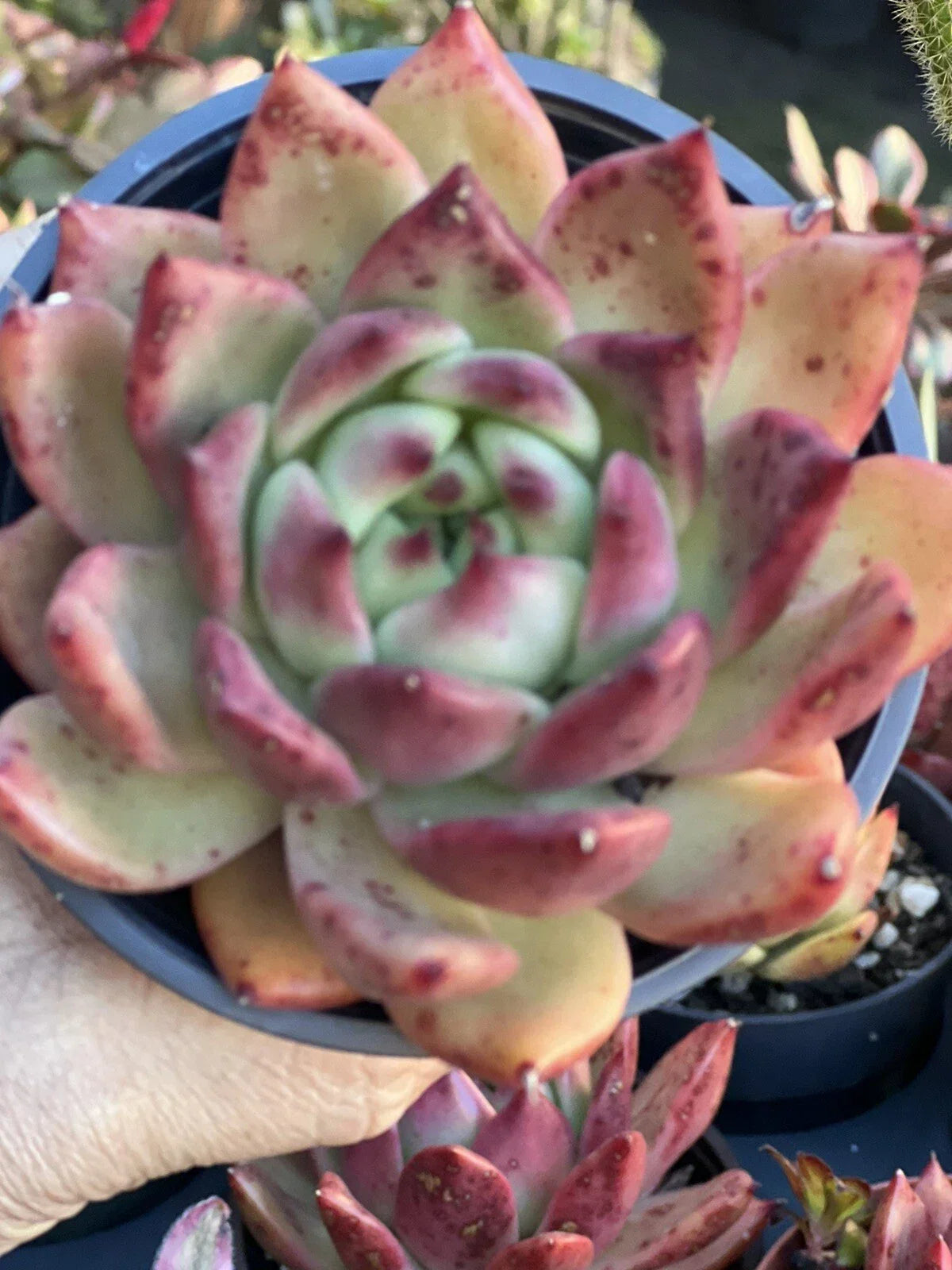 Echeveria Scarlet Plant 4 Inch Pot - Red-Leafed Succulent, Echeveria agavoides 'Scarlet' - Low-Maintenance Indoor/Outdoor Plant