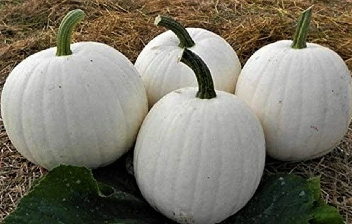 Casper White Pumpkin Seeds 5 Seeds Non-GMO Organic Cucurbita pepo for Elegant Fall Decor and Baking