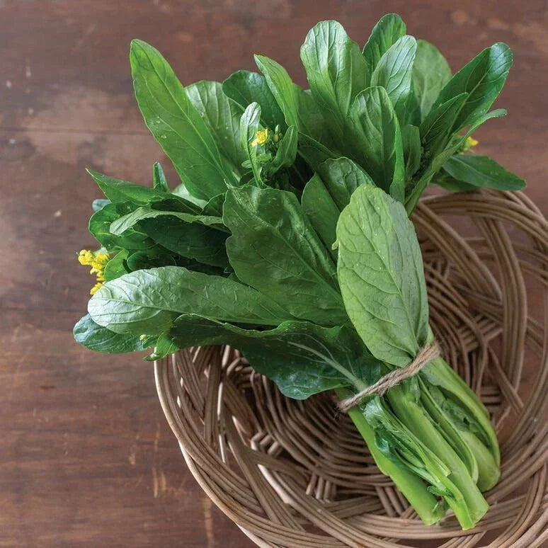 Asian Yu Choy Seeds - 200 Seeds - Choi Sum, Chinese Flowering Cabbage - Brassica rapa subsp. chinensis - Fast-Growing Greens