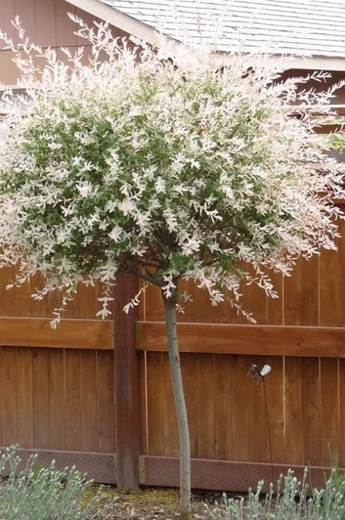 Hakuro Nishiki Dappled Willow Plants Set - 6-12" Variegated Foliage - Salix integra - 4" Pot - Ornamental Shrubs for Garden