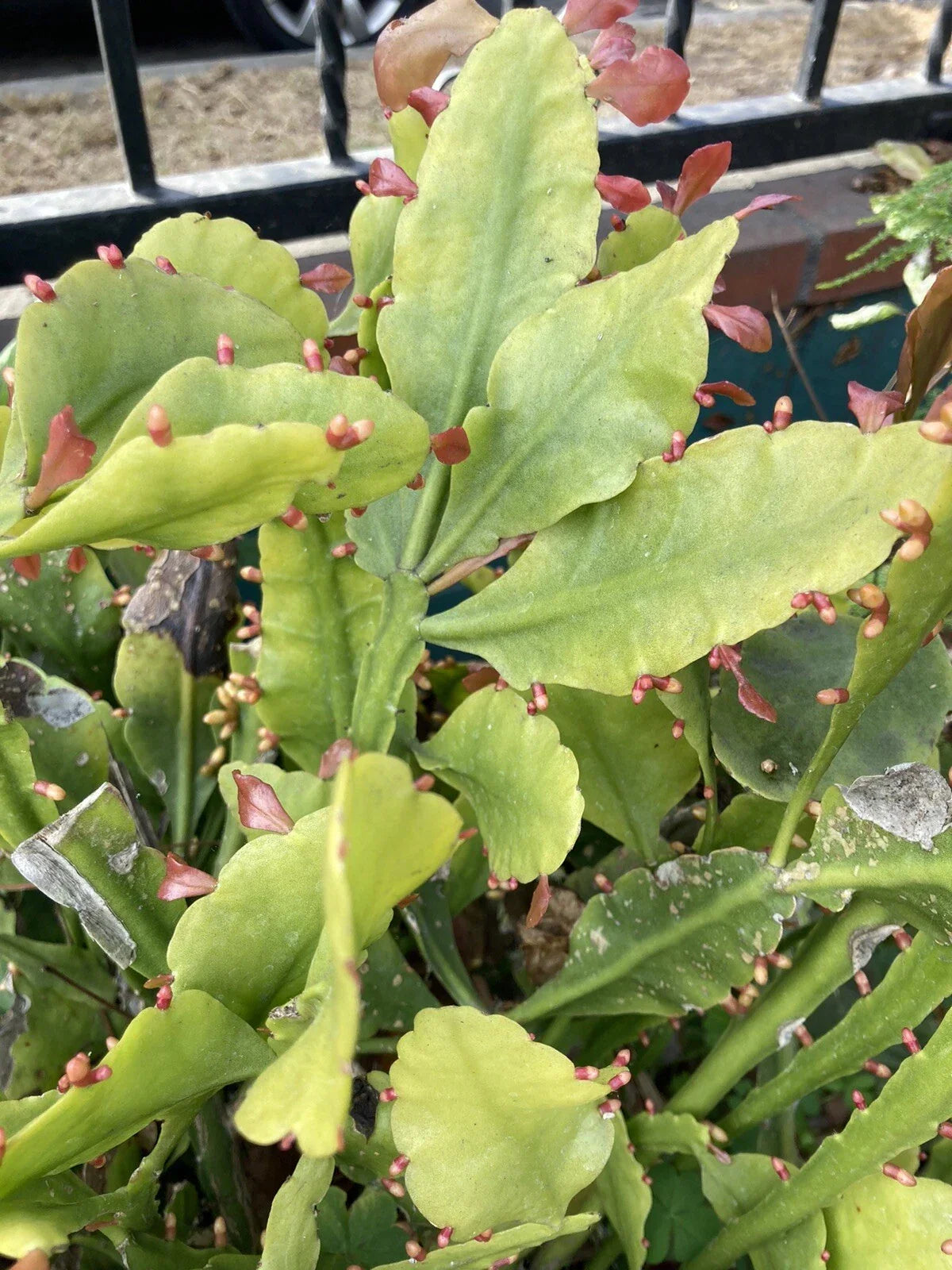 Rhipsalis Goebeliana Cuttings - 4 Pieces, 6” Long, Rare Jungle Cactus, Easy Care Indoor Houseplant, Succulent Cactus