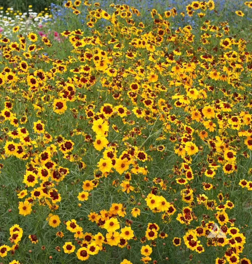 Plains Coreopsis Seeds - 500 Heirloom Wildflower Seeds - Calliopsis Native Wildflower - Coreopsis tinctoria for Sun Gardens
