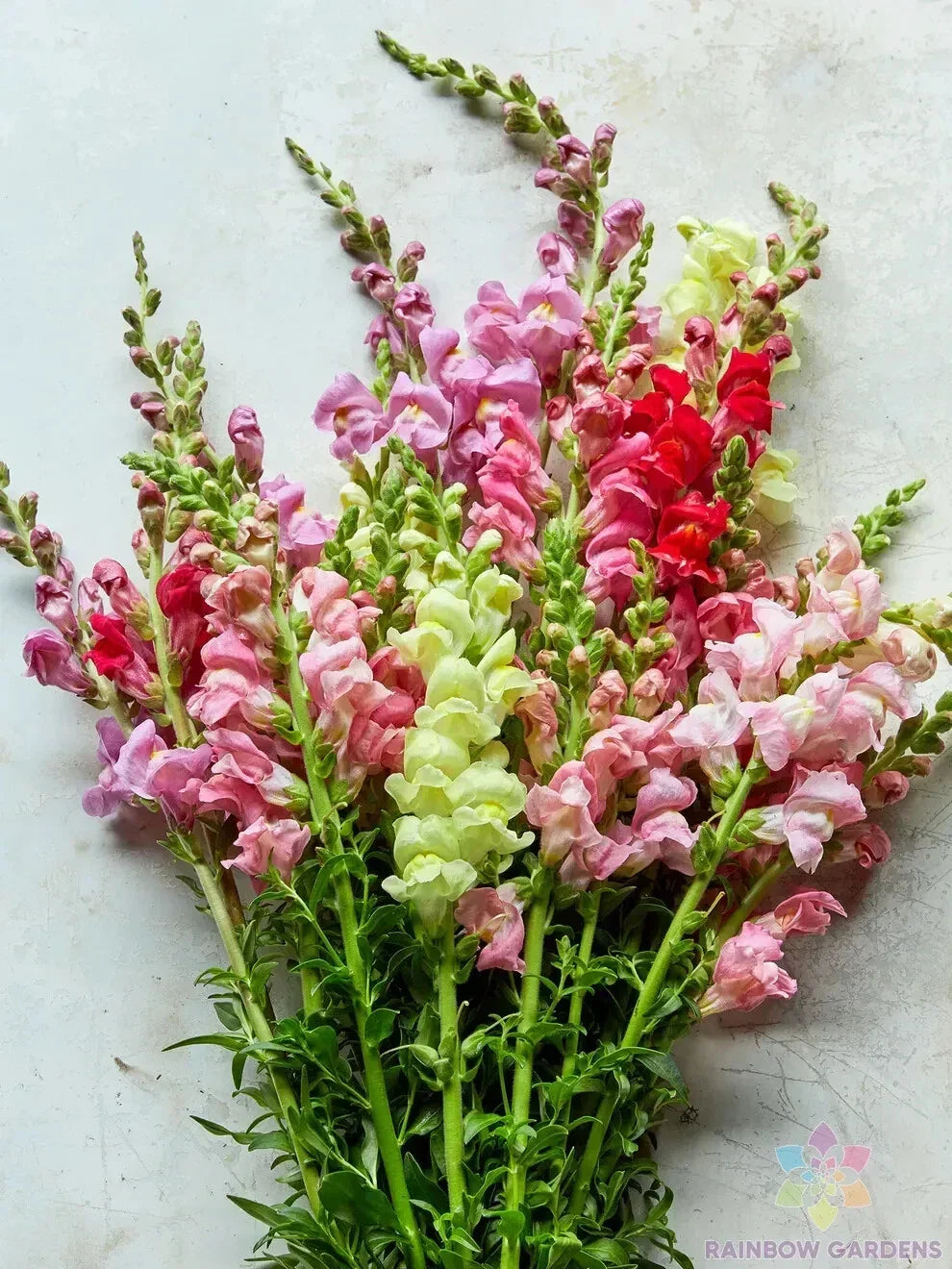 Snapdragon Seeds Mix - 1000+ Premium Colorful Blend - Antirrhinum majus - USA Grown - Non-GMO Garden Seeds