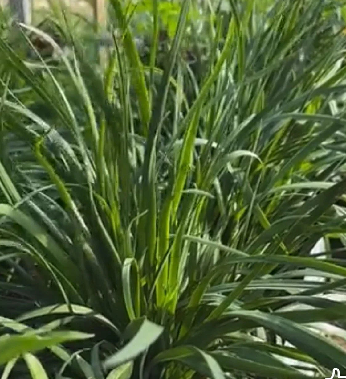 Garlic Chives Seeds - 150+ Seeds - Chinese Leek Jiu Cai - Allium tuberosum - Easy to Grow Culinary Herb