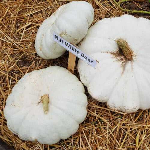 25+ Flat White Boer Pumpkin Seeds - Heirloom Cucurbita maxima - Non-GMO for Planting - USA Free Shipping