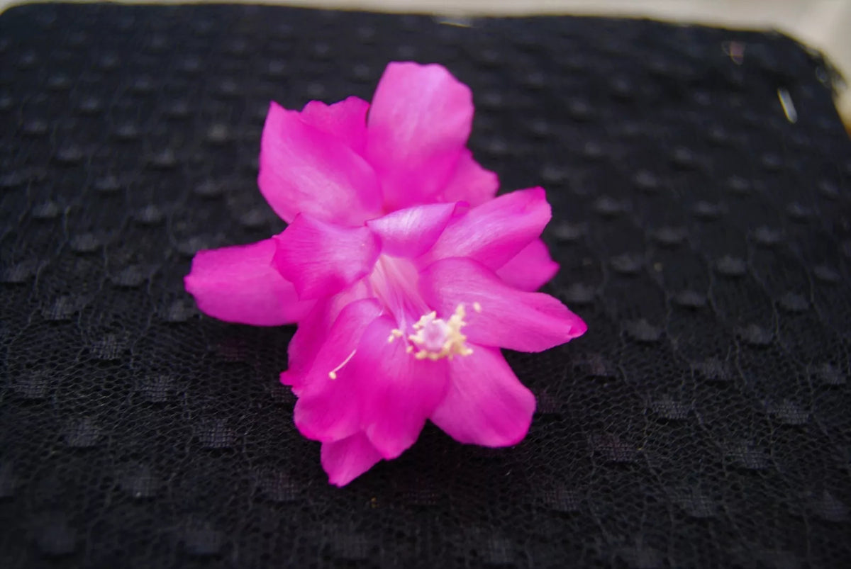 Christmas Cactus Starter Plant - Small Healthy Barcellona Variety - Schlumbergera Truncata - Well Rooted for Easy Growth