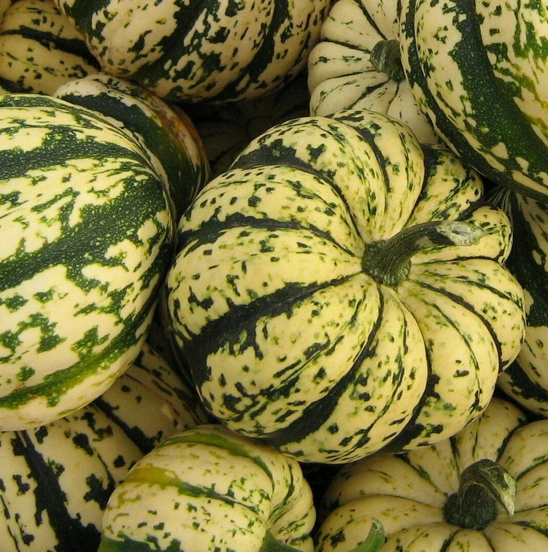 Sweet Dumpling Squash Seeds - 20+ Heirloom Winter Squash Seeds - Cucurbita pepo - Compact & Flavorful for Garden