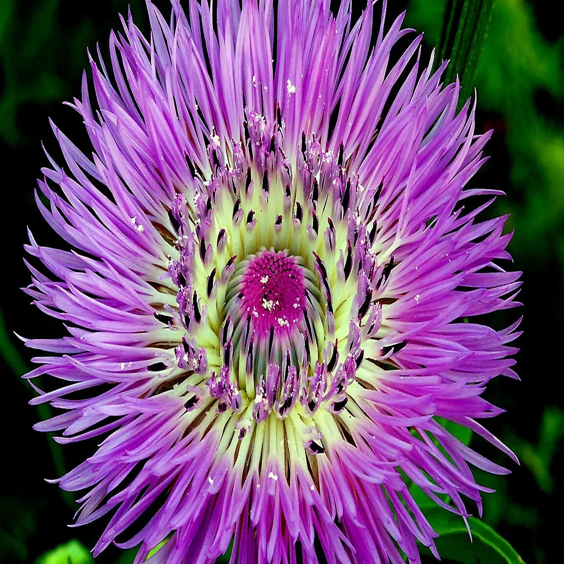 25 American Rose Basket Flower Seeds - Centaurea americana - Cold Hardy Vibrant Blooms for Outdoor Gardens