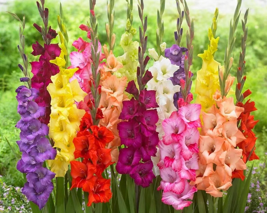 Gladiolus Bulbs 4 Count Mixed Colors Easy to Grow Perennial Sword Lily Gladiolus hortulanus