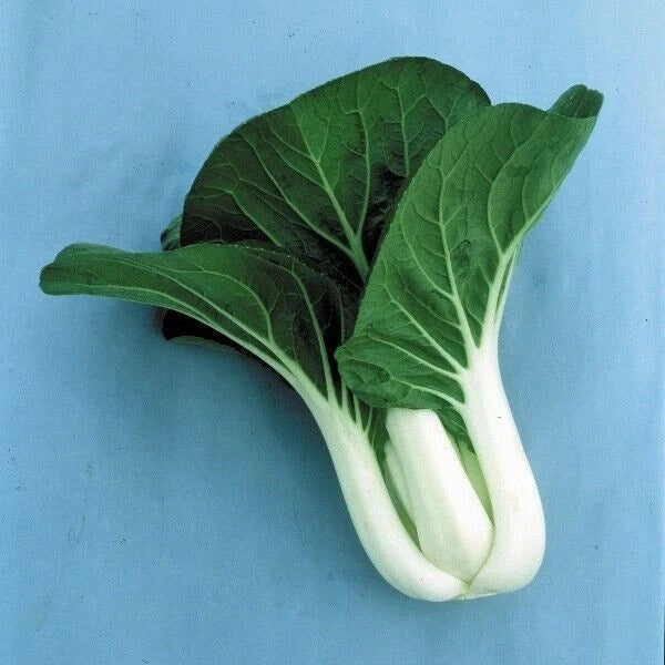 Cabbage Seeds 600+ Pack, Pak Choi White Stem, Heirloom Non-GMO, Brassica rapa subsp. chinensis, Fresh Vegetable Seeds