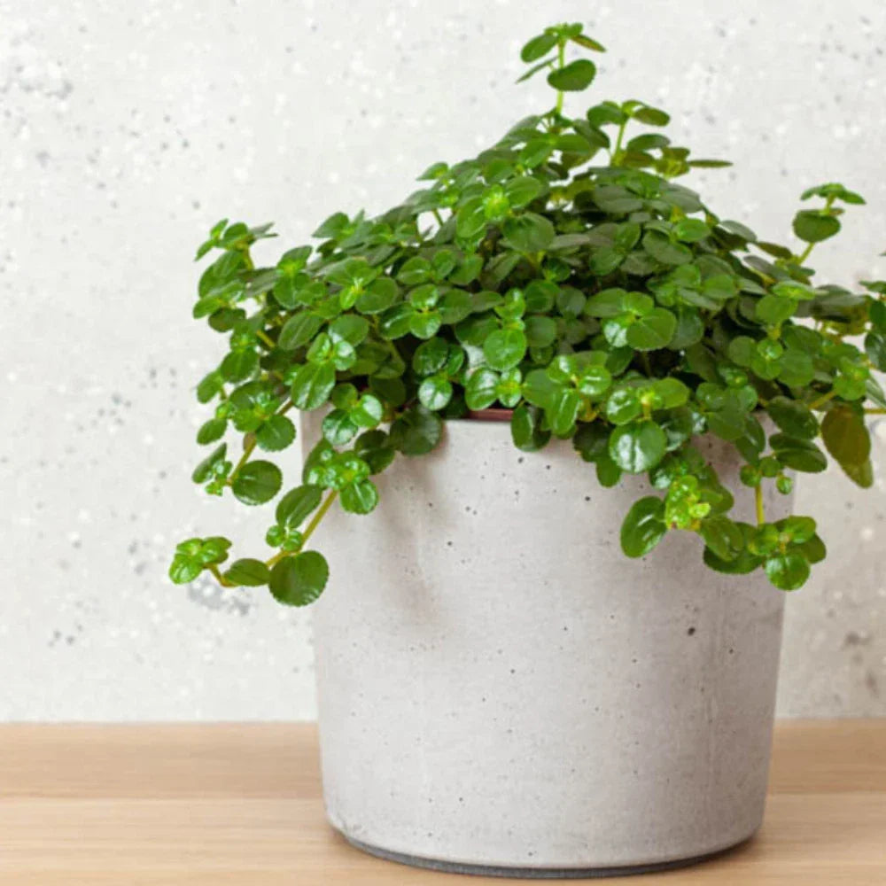 Live Rooted Starter Plant - Pilea Baby Tears - Easy Care Houseplant - Pilea depressa - 4-Inch Nursery Pot