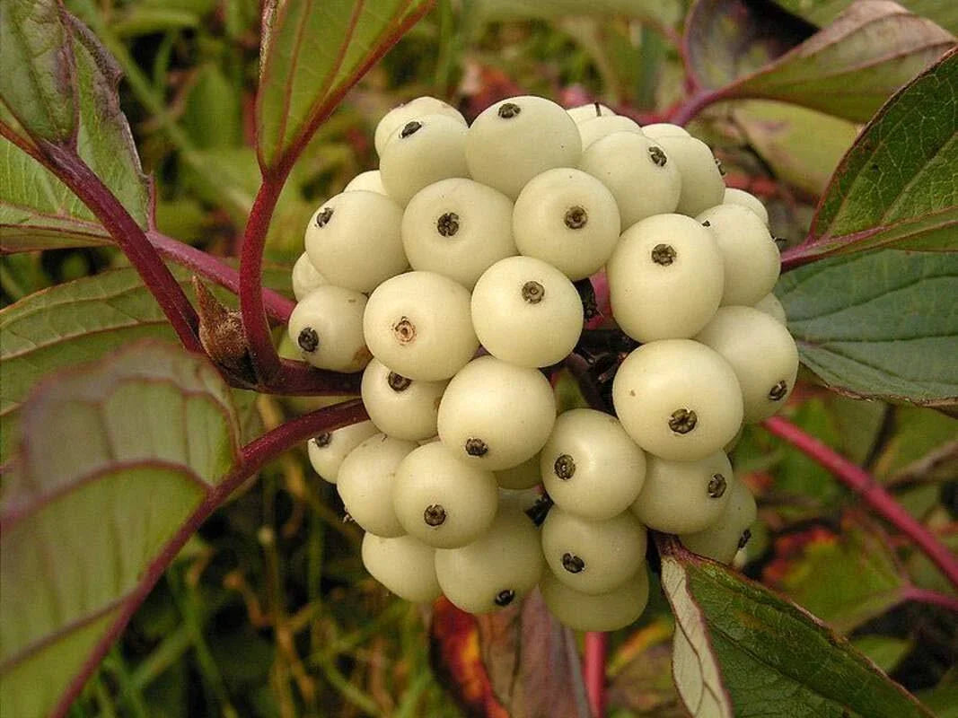 Siberian Dogwood Seeds 50 Count - Cornus alba, Hardy Ornamental Shrub Seeds for Vibrant Gardens