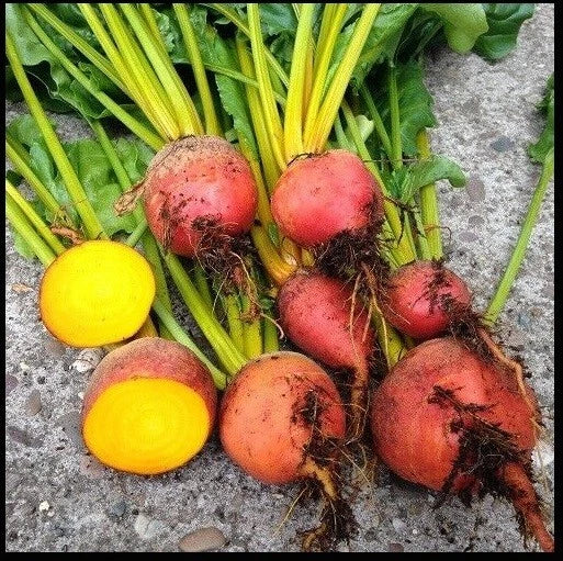 Golden Beet Seeds - Heirloom, Bulk (30/100/200/400) - Beta vulgaris - Fast-Growing, High-Yield Vegetable Gardening Seeds
