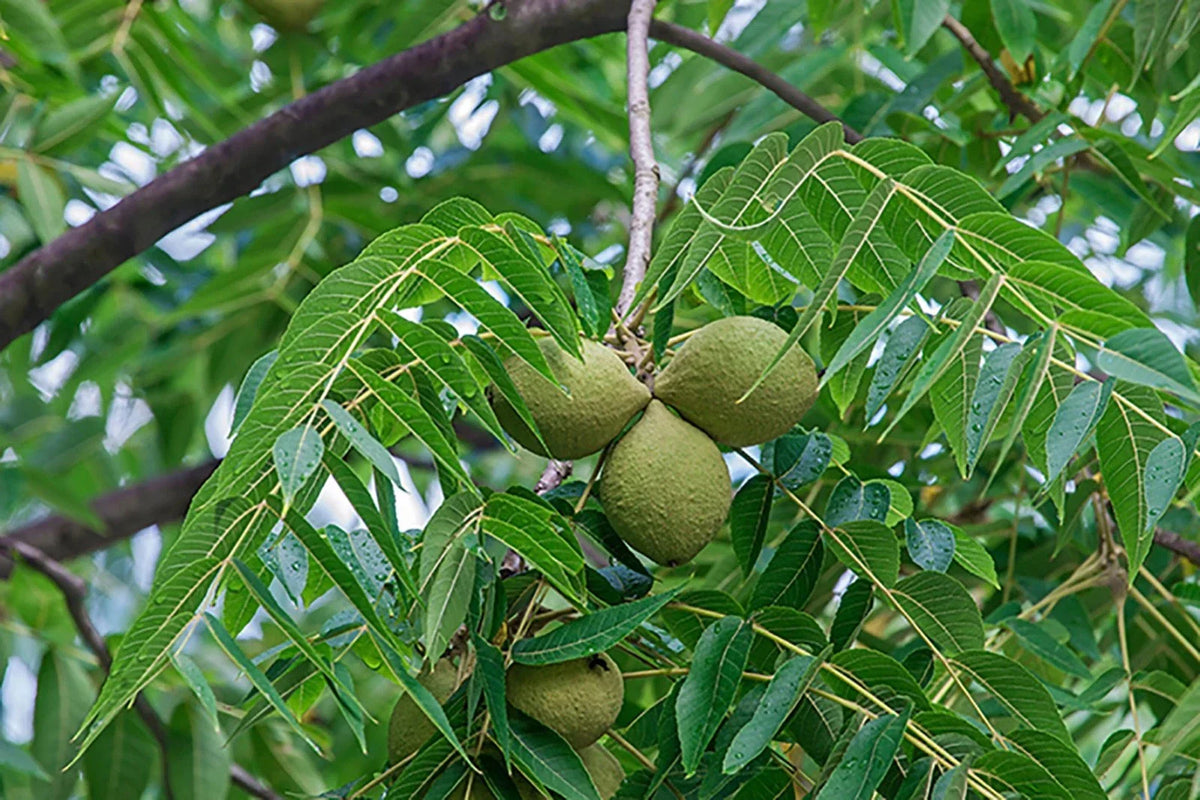 Black Walnut Tree Bare Root Sapling 12-24" Juglans nigra - Fast-Growing Edible Nut Tree for Timber and Landscape