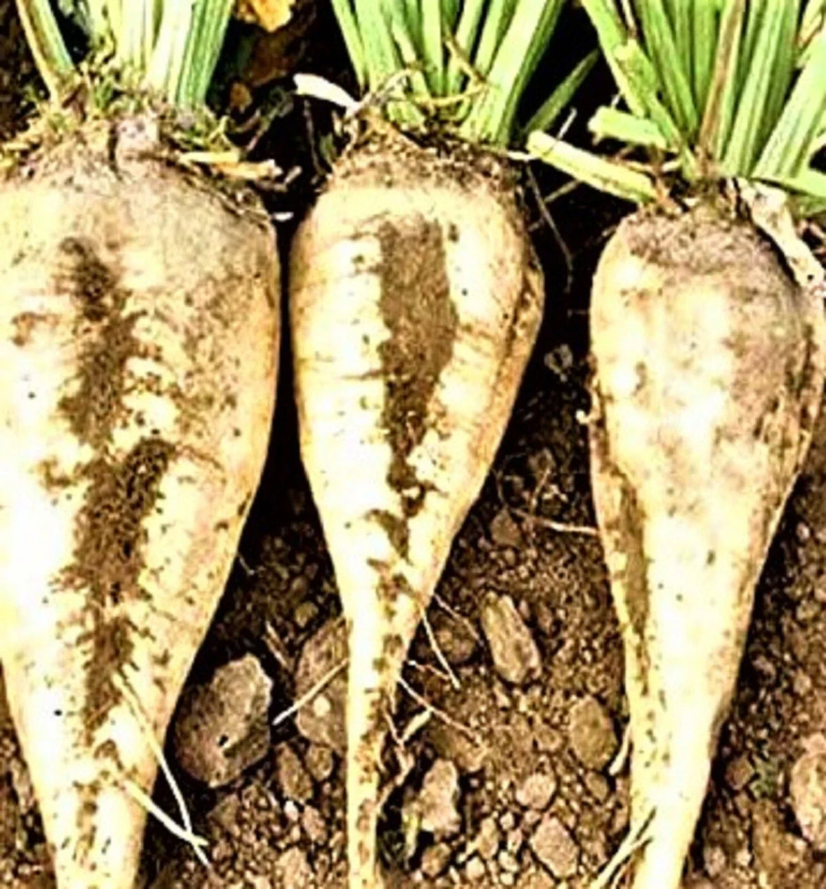 Sugar Beet Seeds 50+ Non-GMO Heirloom | Beta vulgaris | Sweet Roots for Home Garden