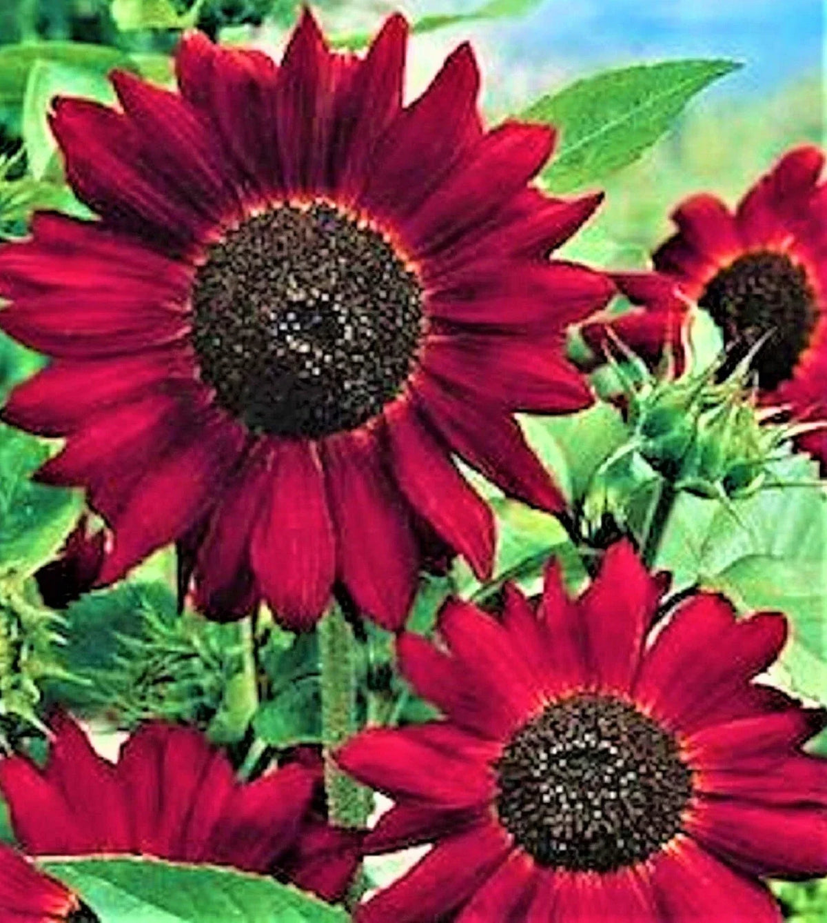 Velvet Queen Sunflower Seeds - 30+ Non-GMO Seeds - Burgundy Blooms - Helianthus annuus - Eco-Friendly Gardening