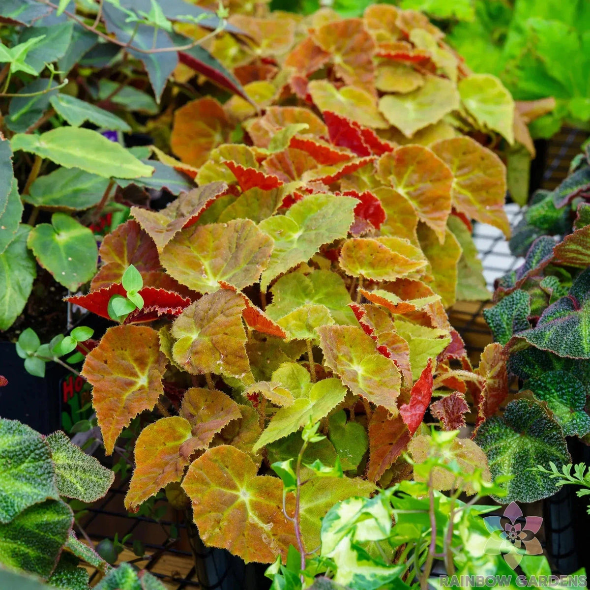 Autumn Begonia Seeds - 25+ Count - Vibrant Begonia tuberhybrida - Ideal for USA Gardens - Easy to Grow, Non-GMO