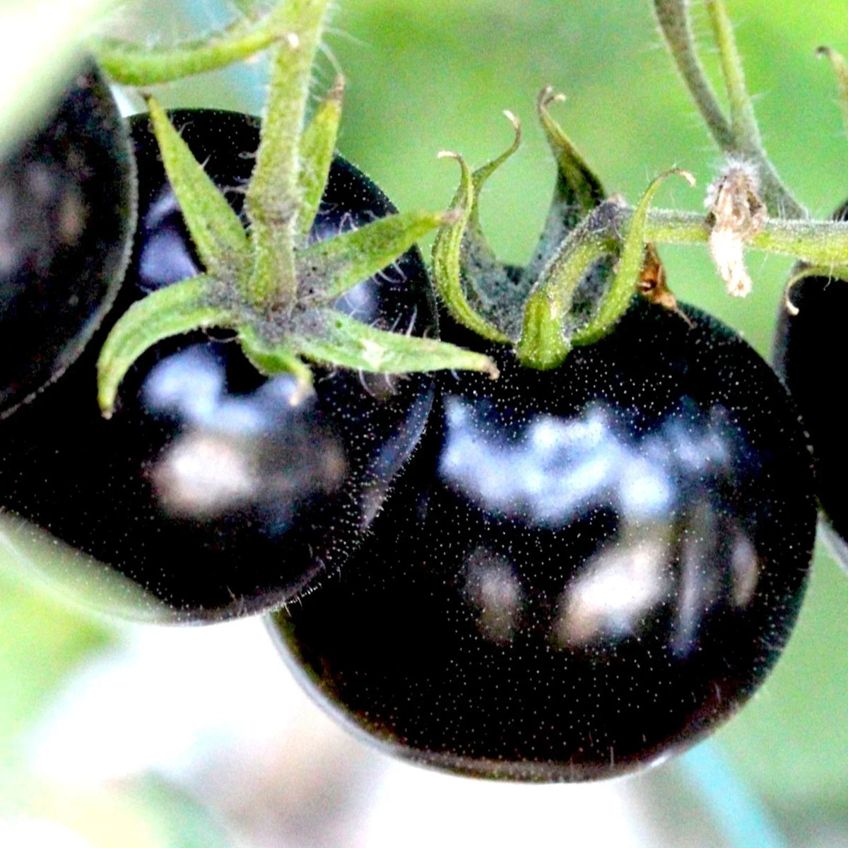 European Black Cherry Tomato Seeds - 75+ Heirloom, Non-GMO, Sweet & Juicy - Solanum lycopersicum, Perfect for Gardeners